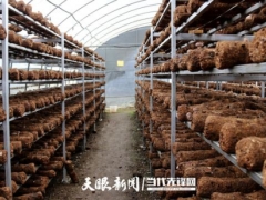 赫章：三千万棒食用菌“菇”足群众钱袋子 ()