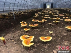 食用菌变“小康菌”：四川广元白朝乡的“科技致富经” ()