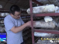 科技特派员贺晓龙：让食用菌成为延安农民致富“好帮手” ()