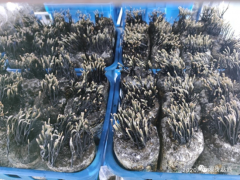 上海农科院食用菌所成功驯化野生药用菌乌灵参 ()