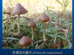 致幻蘑菇刷屏！专家：野生蘑菇中毒死亡率高达20% ()