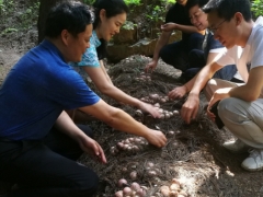 贵州重大专项显成效，织金竹荪大丰收 ()