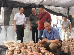 四川2个优质加工香菇新菌株通过技术鉴定 ()