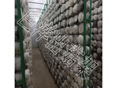 食用菌养菌架 2*5m 食用菌出菇网格 平菇专用架子