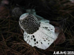产值倍量 收入添码——织金县“四轮驱动”助推竹荪产业迈入发展快车道 ()