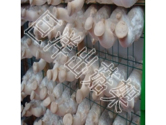 蘑菇网片 平菇出菇网格 杏鲍菇网架 猴头菇出菇网格架