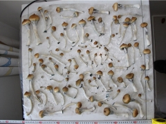 种植致幻毒蘑菇渗入巧克力网上贩卖 新疆阿勒泰警方破获新型毒品案 ()