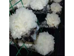 平菇网格架金针菇养菌架养菌层架出菇架养殖菌菇铁丝网格