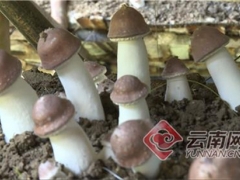 云南昌宁：姬松茸产业带动群众增收致富 ()