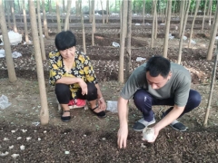 河南宝丰：引进种植“大球盖菇”鼓起群众“钱袋子” ()