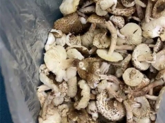 宁夏人民医院近期接诊误食毒蘑菇14人！户外野生蘑菇吃不得，你怎么就不听呢！ ()