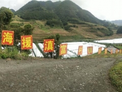 沪滇扶贫协作帮助富源发展食用菌产业，拓宽农民增收渠道 ()