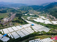 红托竹荪托起贵州纳雍县寨乐镇村民脱贫梦 ()