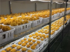 云南农业大学李荣春教授利用在食用菌行业的科研优势，将金耳种植难关突破形成稳产高产的工厂化栽培技术 ()