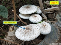 天气转冷，误食毒蘑菇案例增多！省疾控专家提醒：勿吃 ()