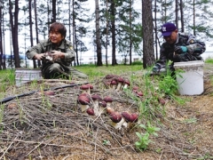 小小赤松茸 绿色脱贫路 ——鄂伦春旗克一河镇食用菌农民专业合作社林下种植获丰收 ()
