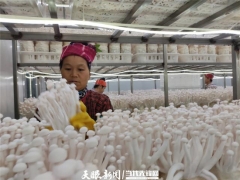 黔东南：菌菇产业丰收四季  科技助推产业兴旺 ()