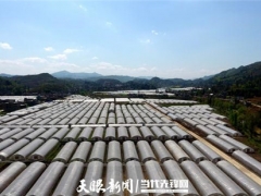 秋冬再种2万亩 毕节食用菌成百姓增收“硬核”产业 ()