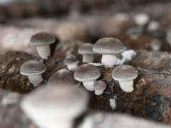 安龙：种植食用菌 增收“钱”景好 ()