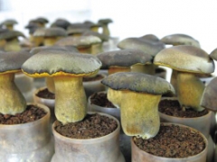 黑牛肝菌实现工厂化栽培 日产4吨 ()