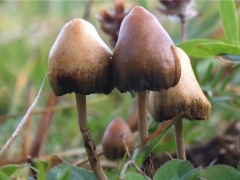 首家上市的″迷幻蘑菇″公司股价大涨  致力研究利用裸盖菇活性成分治疗精神疾病 ()