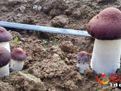 安龙普坪：林下种植赤松茸喜获丰收 ()