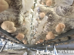 形成“菌棒生产、食用菌培植、产品精深加工”一体化的全产业链——三穗县：猴头菇产业实现“接二连三” ()