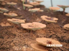 遵义院士中心：“食用菌”团队助力绥阳“灵芝”产业发展 ()