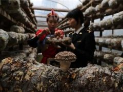 丽水今年1-11月出口食用菌3.17亿元 ()