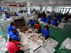茯苓丰收加工忙 ()