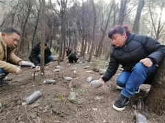 梓潼：靠山吃山 栽种2万亩林下羊肚菌 ()