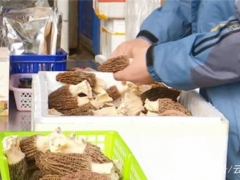 昆明：新鲜羊肚菌上市 大多发往北上广 ()