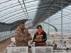 河北宁晋：标准化生产让平菇不愁卖 ()