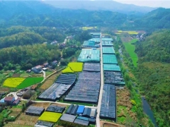 湖北远安：让香菇更“香”——记远安县山娃子食用菌供销专业联合社 ()