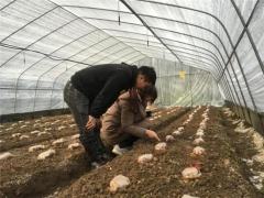 落实“双千帮带” 助推乡村振兴——遵义市农业科学研究院食用菌专家新华行 ()