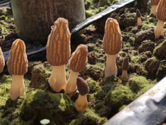 破解农业与生态矛盾 昆明晋宁引入羊肚菌种植实现双赢 ()