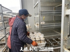 贵州贞丰：菌棒生产不停工 确保春节食用菌供应 ()