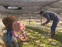 保山隆阳：千亩羊肚菌丰产富民 ()