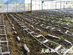贵州铜仁：万山区敖寨乡首批羊肚菌即将上市 ()