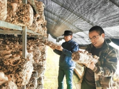 青海门源：食用菌成朝阳产业 ()