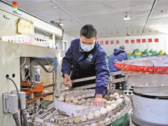 西藏日喀则的小蘑菇 大产业 ()