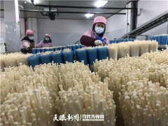贵州：遵义汇川“九道菇” 每天20吨金针菇走出车间 ()