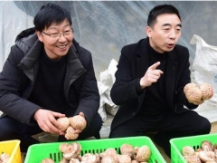 陕西汉中新春走基层：留坝县小香菇鼓起村民“钱袋子” ()
