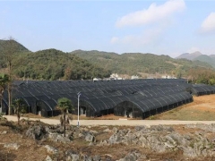 兴仁市鲁础营食用菌基地：加足马力抢生产 确保春节不停工不停产 ()