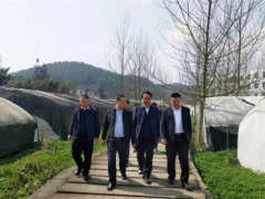 贵州省农业农村厅到黔西县调研食用菌（羊肚菌）产业发展情况 ()