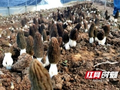 湖南长沙县黄兴镇首批羊肚菌出土 湖南人可近距离尝“鲜” ()
