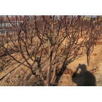 八棱海棠树
