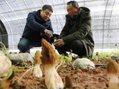 宝丰：打造珍稀食用菌品牌，实现产业振兴助推乡村振兴 ()