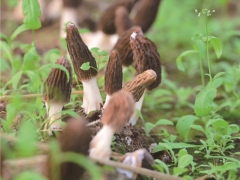 打造菌业“硅谷” 四川省林下食用菌研究与应用示范项目落地金堂 ()