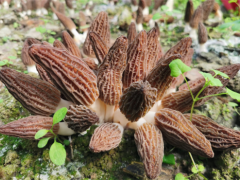 中国科学院昆明植物研究所选育羊肚菌新品种通过专家现场测产鉴定 ()